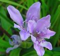   světle modrá Pavián Květina / Babiana, Gladiolus strictus, Ixia plicata fotografie