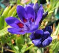   blå Bavian Blomst / Babiana, Gladiolus strictus, Ixia plicata Foto