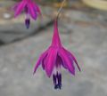   purpurowy Ogrodowe Kwiaty Besser / Bessera elegans zdjęcie