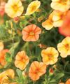   оранжев Градински цветове Calibrachoa, Милион Звънци снимка