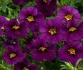   púrpura Flores de jardín Calibrachoa, Millón Campanas Foto