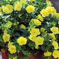  żółty Ogrodowe Kwiaty Calibrachoa zdjęcie