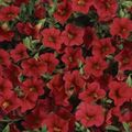   vermelho Flores do Jardim Calibrachoa, Milhão Sinos foto