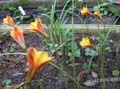   oranžový Zahradní květiny Déšť Lily / Habranthus fotografie