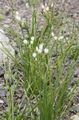   biely Záhradné kvety False Cesnak / Nothoscordum fotografie