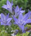  γαλάζιο Λουλούδια κήπου Γρασίδι Παξιμάδι, Ithuriel Είναι Δόρυ, Καλάθι Wally / Brodiaea laxa, Triteleia laxa φωτογραφία