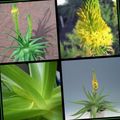 foto Bulbine, Bulbinella, Burn Gelei Plant, Gestalkt Bulbine, Oranje Bulbine beschrijving