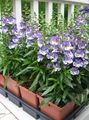   světle modrá Zahradní květiny Angelonia Serena, Letní Snapdragon / Angelonia angustifolia fotografie