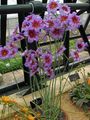   lilas les fleurs du jardin Gloire Du Soleil / Leucocoryne Photo