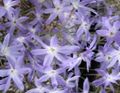   голубой Садовые Цветы Левкокорина / Leucocoryne Фото
