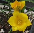   黄 庭の花 Romulea フォト