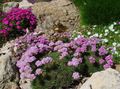   pink Have Blomster Sea ​​sparsommelighed / Armeria  juniperifolia Foto