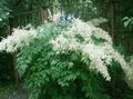   ホワイト 庭の花 ヤギひげ / Aruncus dioicus フォト