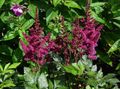   burgundy Garden Flowers Astilbe, False Goat's Beard, Fanal Photo