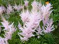   рожевий Садові Квіти Астільба / Astilbe Фото