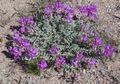   violet Gradina Flori Astragal / Astragalus fotografie