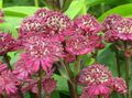   შინდისფერი ბაღის ყვავილები Masterwort / Astrantia სურათი