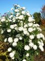   bianco I fiori da giardino Astro / Aster foto