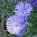   блакитний Садові Квіти Астра Новобельгійська / Aster Фото