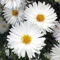   baltas Sodo Gėlės Astra / Aster Nuotrauka