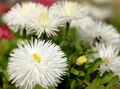   bílá Zahradní květiny Nová Anglie Aster / Aster novae-angliae fotografie