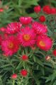   red Garden Flowers New England aster / Aster novae-angliae Photo