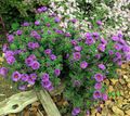   lilla Have Blomster New England Aster / Aster novae-angliae Foto