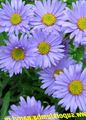   γαλάζιο Λουλούδια κήπου Αλπικό Aster / Aster alpinus φωτογραφία