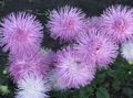   lilla Have Blomster China Aster / Callistephus chinensis Foto