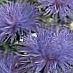   bleu les fleurs du jardin China Aster / Callistephus chinensis Photo
