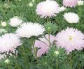   ピンク 庭の花 エゾギク / Callistephus chinensis フォト