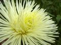   geltonas Sodo Gėlės Kinija Aster / Callistephus chinensis Nuotrauka