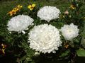   hvid Have Blomster China Aster / Callistephus chinensis Foto
