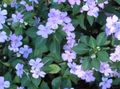   světle modrá Zahradní květiny Trpělivost Rostlina, Balzám, Šperk Plevel, Zaneprázdněný Lizzie / Impatiens fotografie