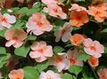   turuncu Bahçe Çiçekleri Sabır Bitkisi, Balsam, Mücevher Ot, Yoğun Lizzie / Impatiens fotoğraf