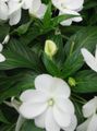   бял Градински цветове Търпение Растение, Балсам, Бижу С Плевелите, Зает Лизи / Impatiens снимка