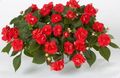   rosso I fiori da giardino Impianto Di Pazienza, Balsamo, Gioiello Erbaccia, Lizzie Occupato / Impatiens foto