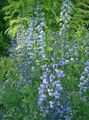   svetlo modra Vrtno Cvetje False Indigo / Baptisia fotografija