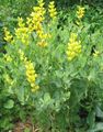   жовтий Садові Квіти Баптізія / Baptisia Фото