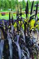   porpora Le piante ornamentali Miglio graminacee / Panicum foto