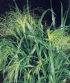   green Ornamental Plants Millet cereals / Panicum Photo