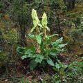   lysegrøn Rabarber, Pieplant, Da Huang grønne prydplanter / Rheum Foto