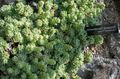   светло-зелен Украсне Биљке Росулариа сукуленти / Rosularia фотографија
