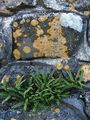   πράσινος Διακοσμητικά φυτά Rustyback Φτέρη, Σκουριασμένο-Πίσω Φτέρη, Φολιδωτό Spleenwort φτέρη / Ceterach φωτογραφία