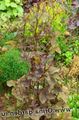 Mitsu-Ba, Jaapani Honeywort, Jaapani Petersell