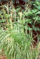   svetlo-zelena Okrasne Rastline Trave Spartina, Prairie Kabel Trava žito fotografija