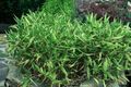   зелен Украсне Биљке Патуљак Бели-Пруга Бамбуса, Камуро-Заса житарице / Pleioblastus фотографија