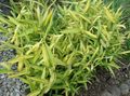   jaune des plantes décoratives Naine Blanche À Rayures Bambou, Kamuro-Zasa des céréales / Pleioblastus Photo
