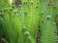   緑色 観賞植物 ゼンマイ、庭のシダ、羽根のシダ / Matteuccia, Pteris nodulosa フォト
