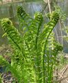   grønn Prydplanter Strutseving, Hage Bregne, Kasteball Bregne / Matteuccia, Pteris nodulosa Bilde